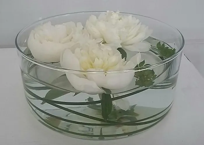 Amami Alfredo